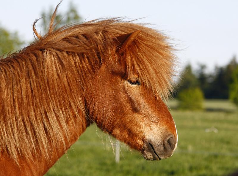 Fjandi von Heidmoor g.jpg